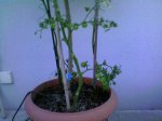 tomatitos julio2006.jpg