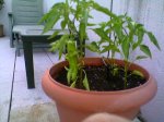 pimiento julio2006.jpg