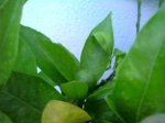 mandarina julio2006.jpg