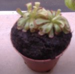 drosera aliciae.JPG