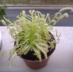 Drosera capensis.JPG