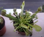 Sarracenia pisttacina.JPG