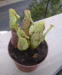 DSCF1215.JPG