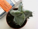 Cactus 772.jpg