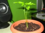 Plantina 2.JPG