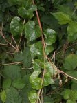 100_1425.JPG