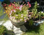 S_Portulaca.jpg