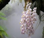 Singapore_botanic_garden_orchids_in_mist_house.JPG