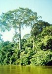 ceiba pentandra.jpg