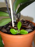 orquidea 001.jpg