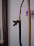 orquidea 002.jpg