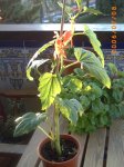 Begonia 001.jpg