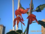 Begonia 003.jpg