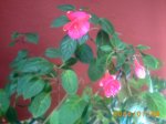 Fuchsia Falda.jpg