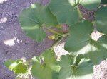 Fruto Calabaza.JPG