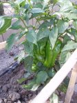 Pimientos2.JPG