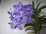 Image00012.jpg