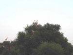 cigüeña5.JPG