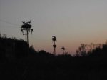 cigüeña7.JPG