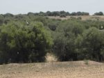 cigüeñas.jpg