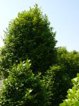 DSC01784.JPG