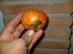 CAMPO 007.jpg