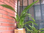 zygopetalum 2 flor 06-2006 (Medium) (Small) (2).JPG
