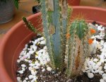 cactus1.JPG