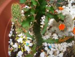 cactus3.JPG
