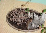 zelkova piedra3.jpg