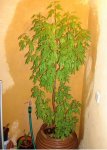 DSC01346.JPG