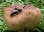 050916-scleroderma-verrucosum.jpg