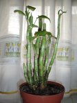 DSC01616.JPG