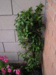 Imagen 019.jpg