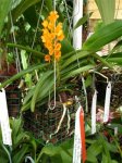 ascocentrum.planta.jpg