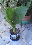 planta.jpg