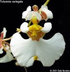 tolvariegata2.jpg