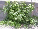 DSCN0681.JPG