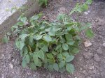 DSCN0661.JPG