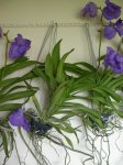 DSCN54932.jpg