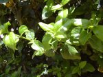 DSCN0701.JPG