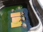tortugas 014.jpg