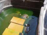 tortugas 013.jpg