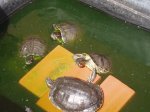tortugas 009.jpg