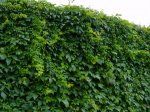 DSC01810.JPG