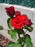 fotos demelsa 050.JPG
