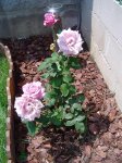 fotos demelsa 051.JPG