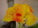 flor amarilla.jpg