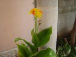flor amarilla1.jpg
