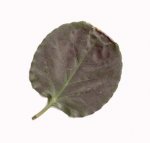 HOJA-B.jpg